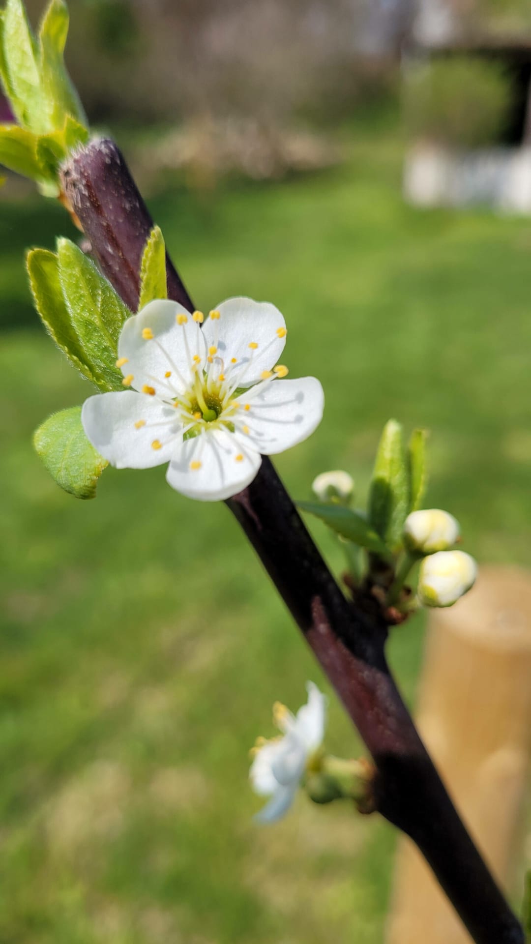 April 21 - hurra, der neu gepflanzte Mirabellenbaum blüht!
