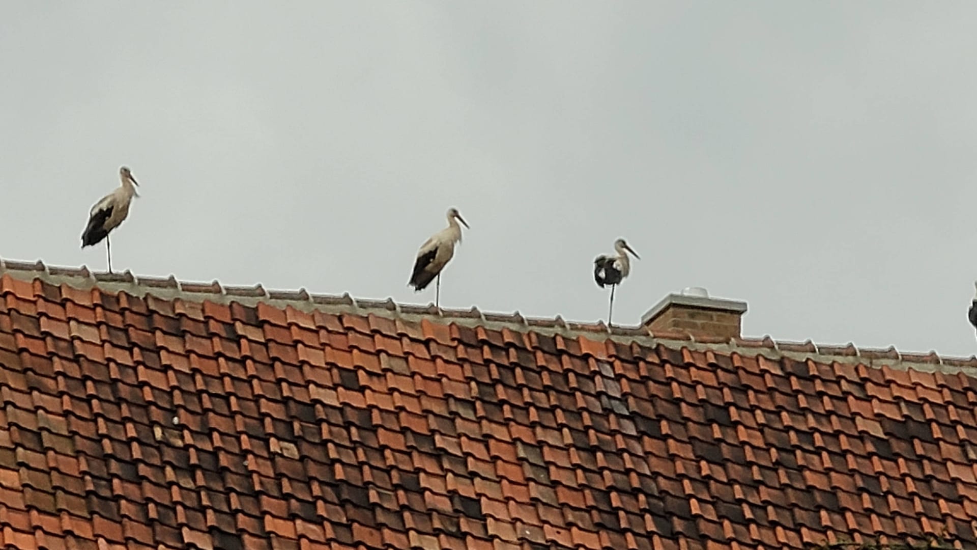 Juli 2021 - Storchenbesuch am frühen Morgen!