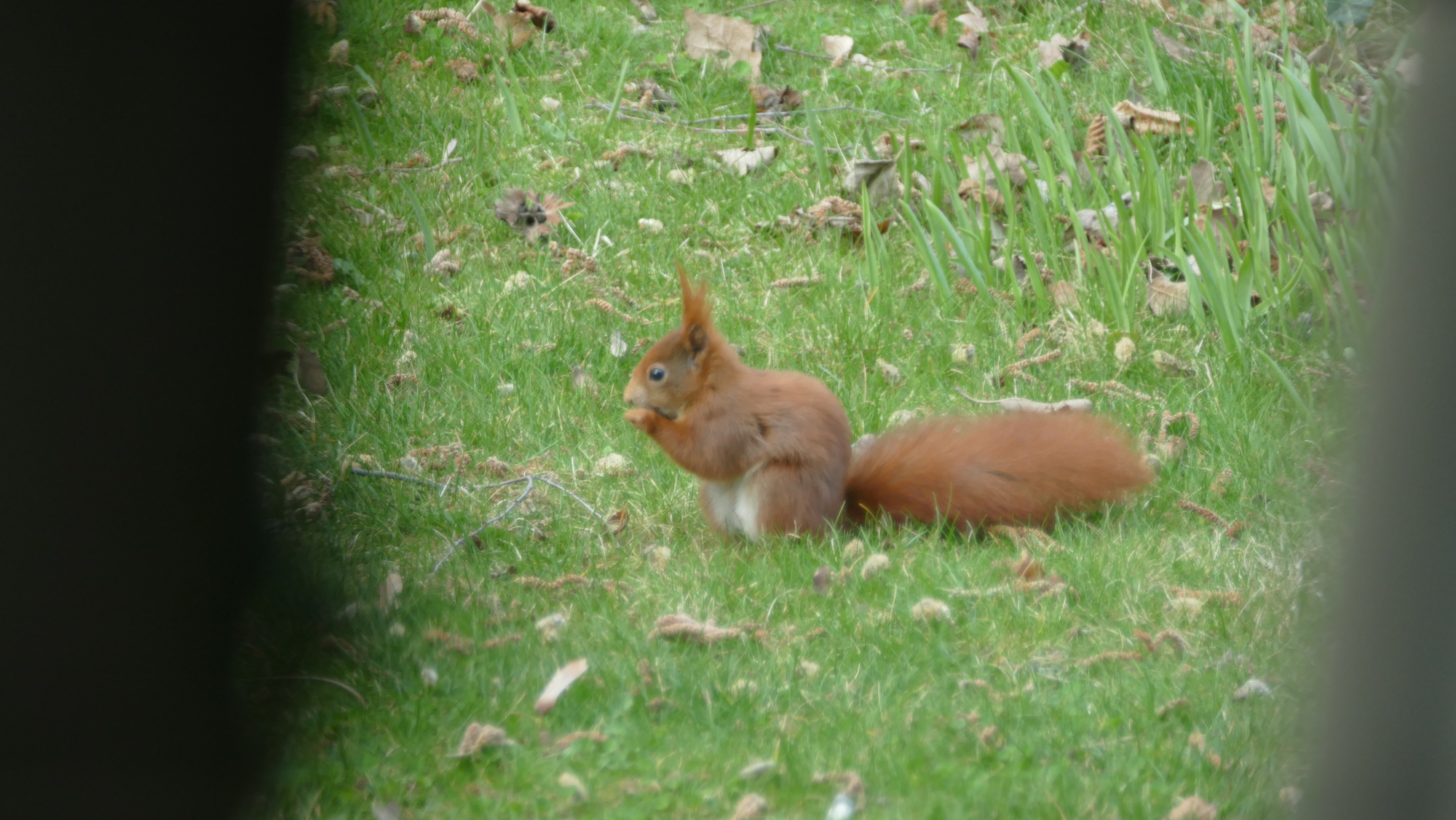 Eichhörnchen im Frühjahr