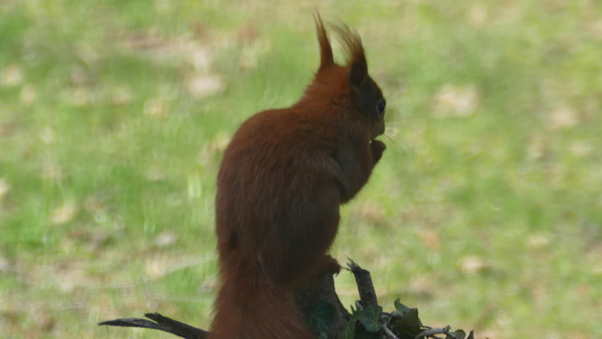 Eichhörnchen auf dem Ast
