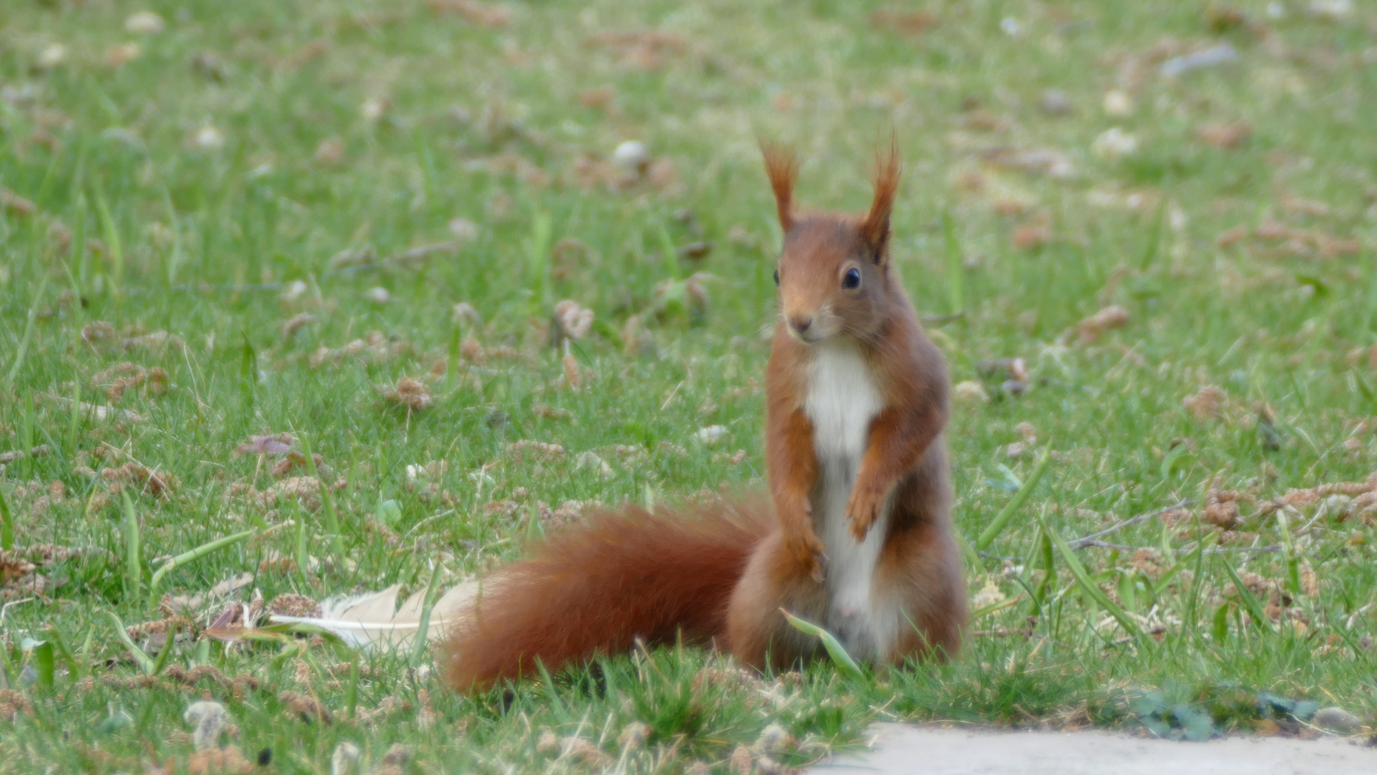 Neugieriger Besuch im Garten