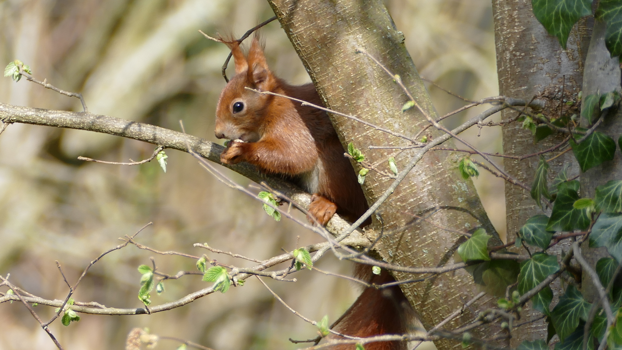 Eichhörnchen im Frühlingsbaum
