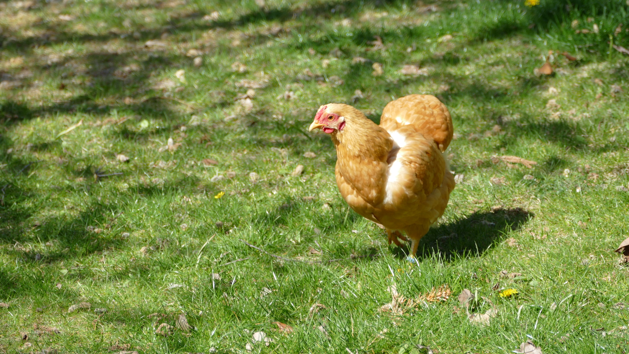 Goldbraune Henne im Sonnenschein