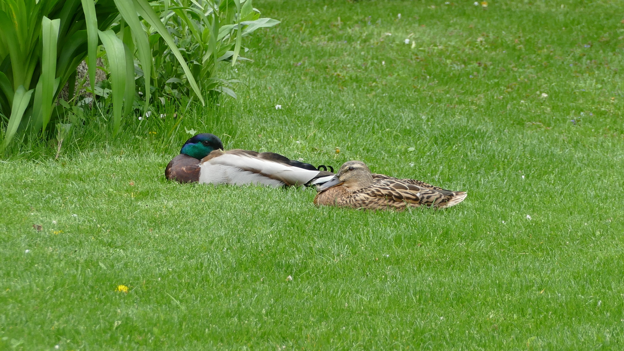 Stockenten-Pärchen zu Gast auf der Wiese