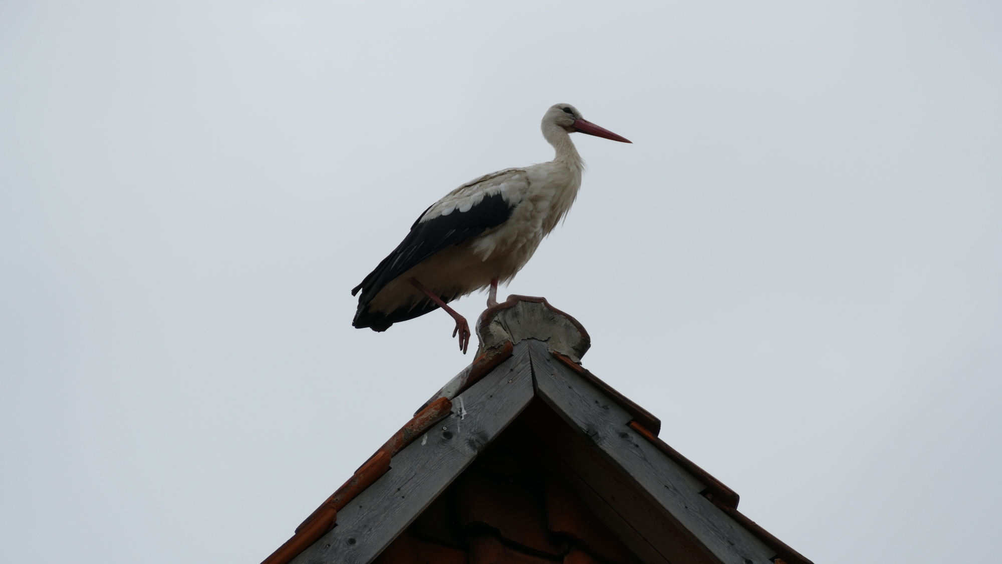 Storch beobachtet den Hof