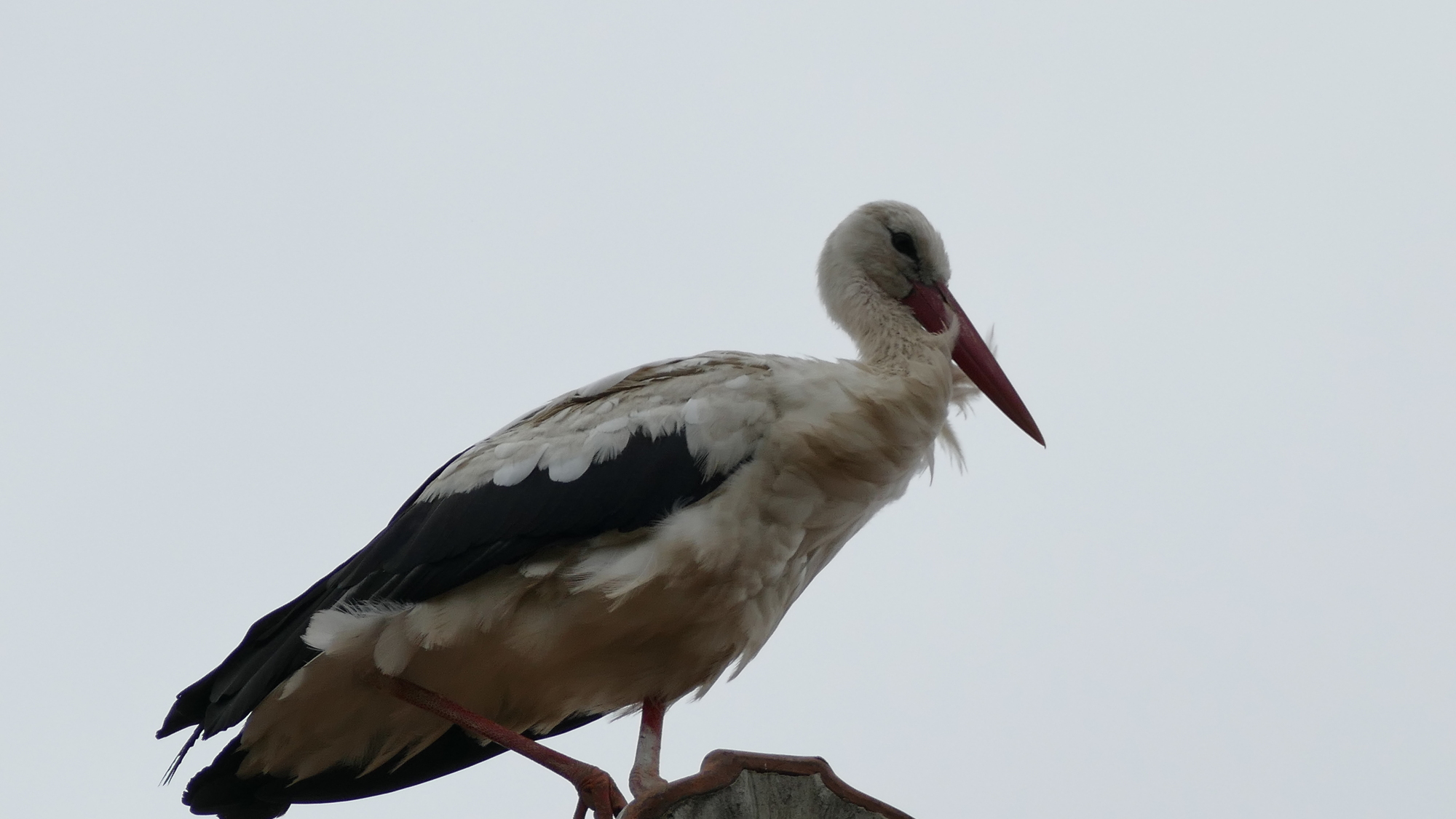 Storch auf dem Dach – Juli 2025